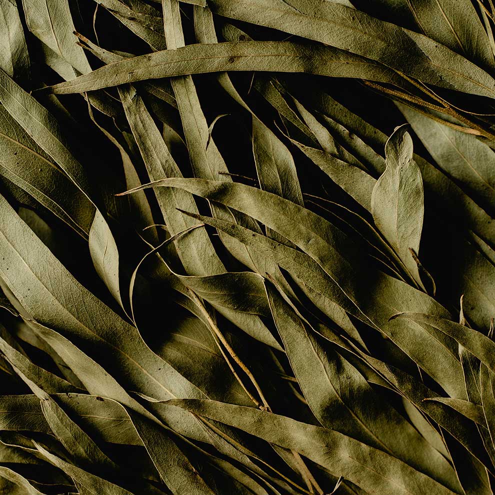 Dried Eucalyptus leaves