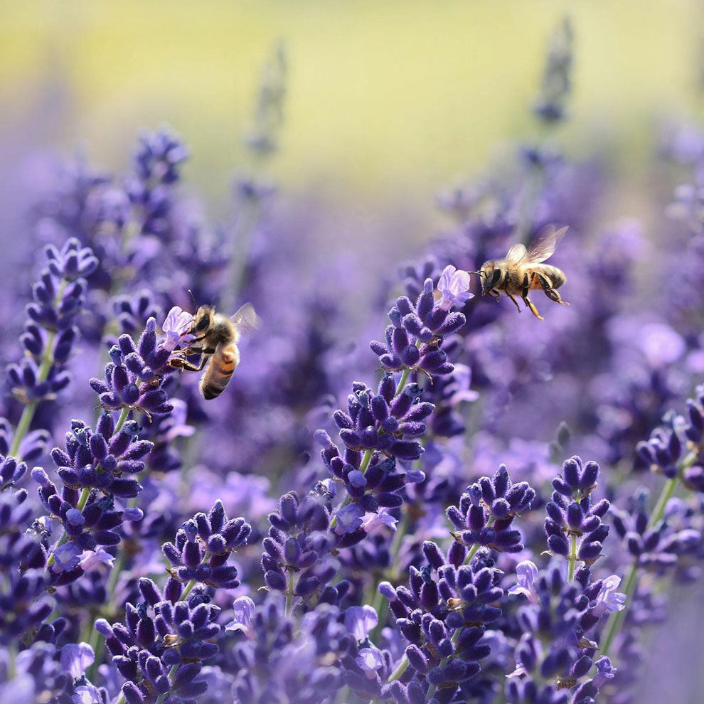 Lavender with bees