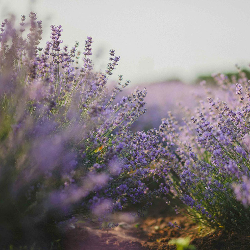 Lavender bushes in flower