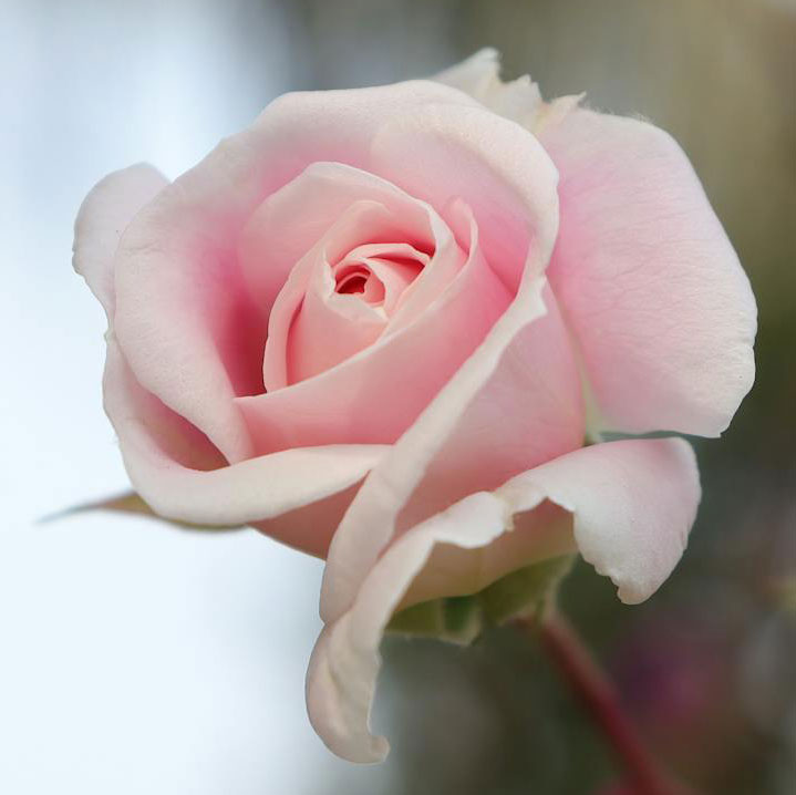 A pink rose