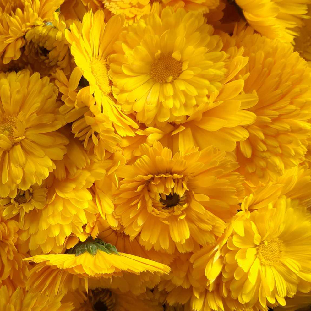 The yellow flowers of calendula, a herb with anti-inflammatory, antimicrobial, and wound-healing properties