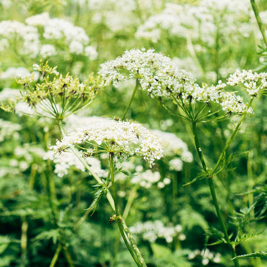 Immune-boosting elderberry flowers